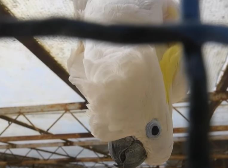 Titov papagaj Koki 5.png