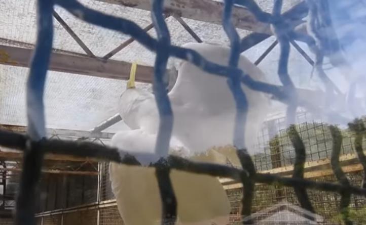 Titov papagaj Koki 4.png