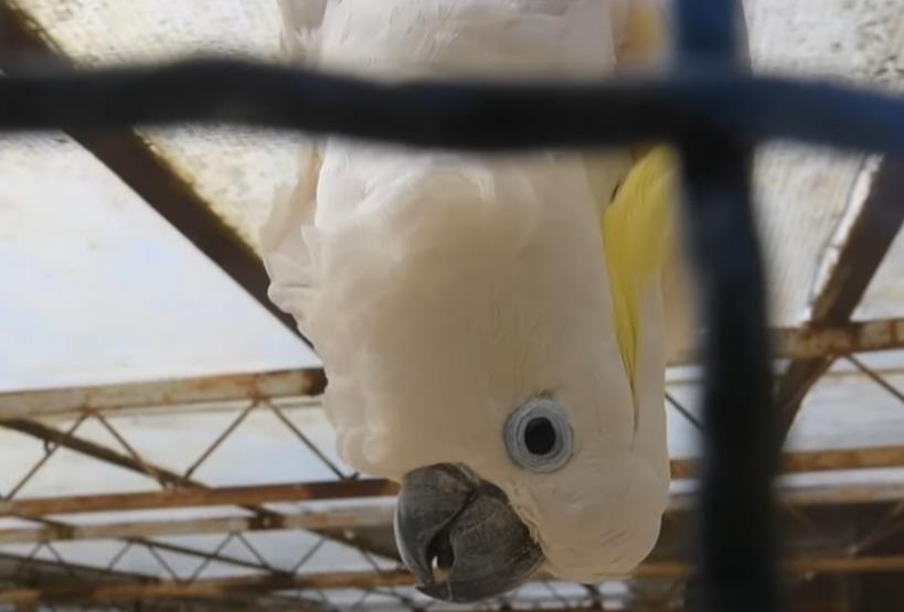 Titov papagaj Koki 1.png