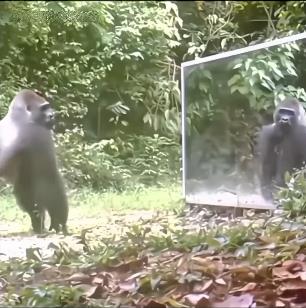 životinje reaguju na odraz u ogledalu 4.png