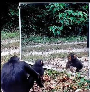 životinje reaguju na odraz u ogledalu 2.png