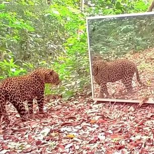 životinje reaguju na odraz u ogledalu 1.png