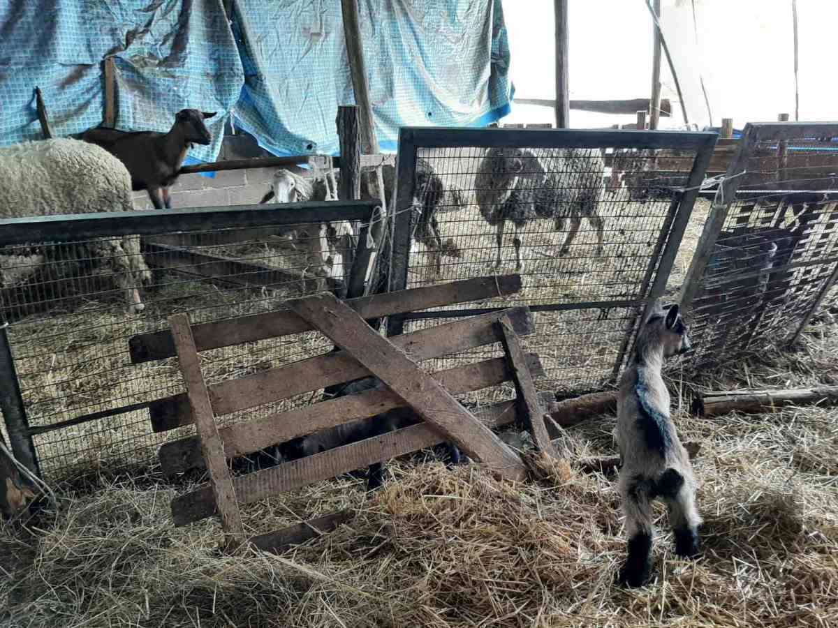 jezdimirovic stala.jpg