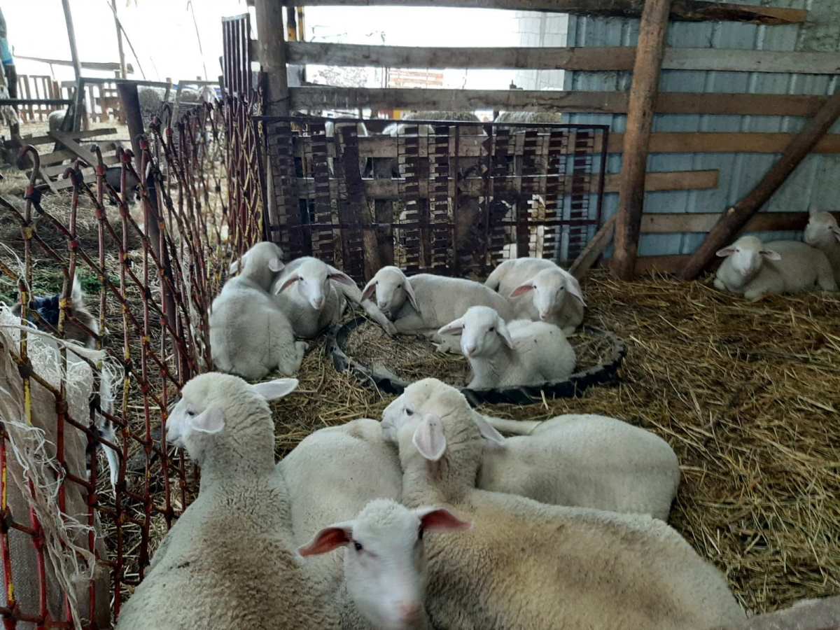 jezdimirovic ovce.jpg