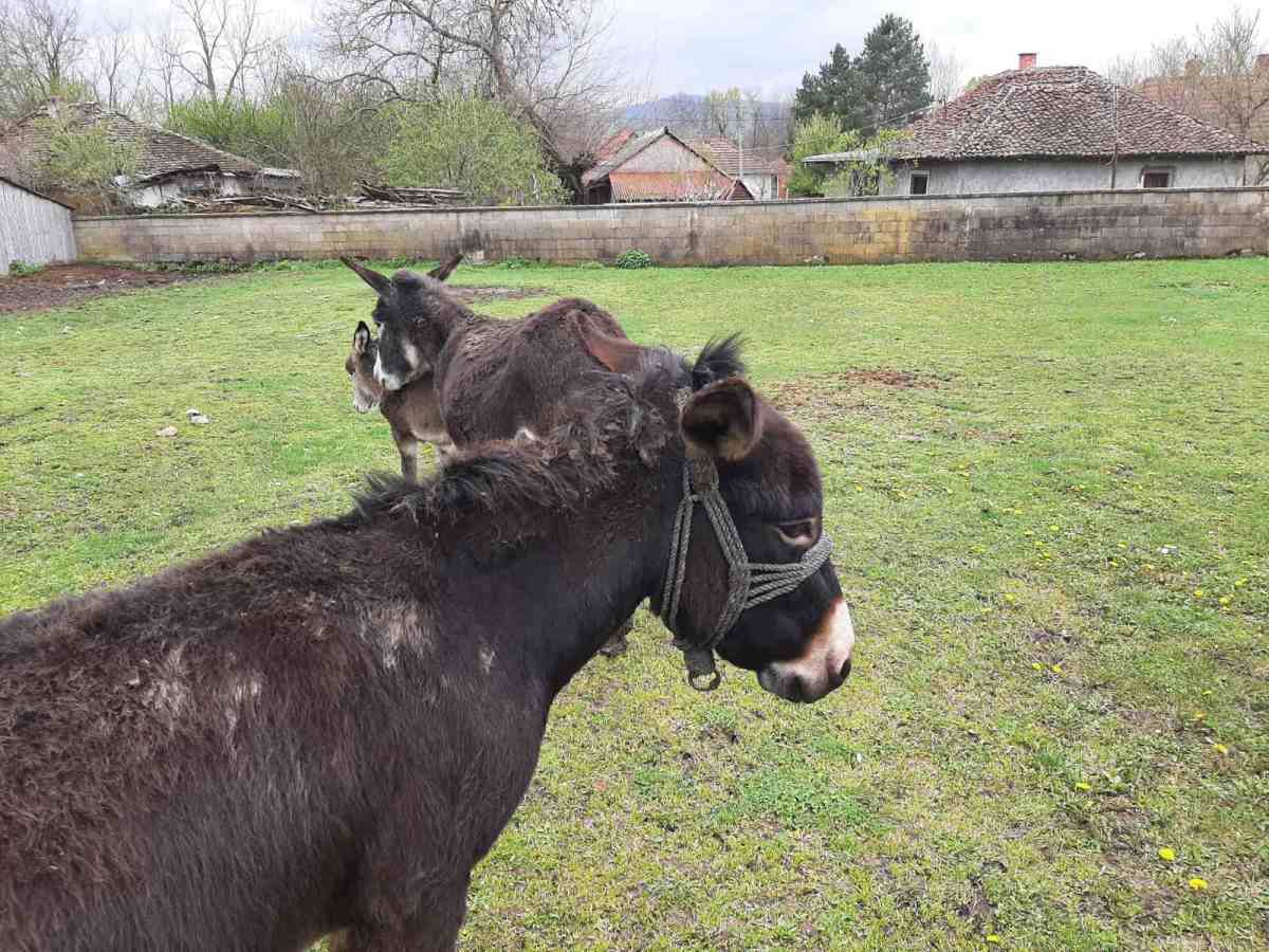 jezdimirovic magarici3.jpg