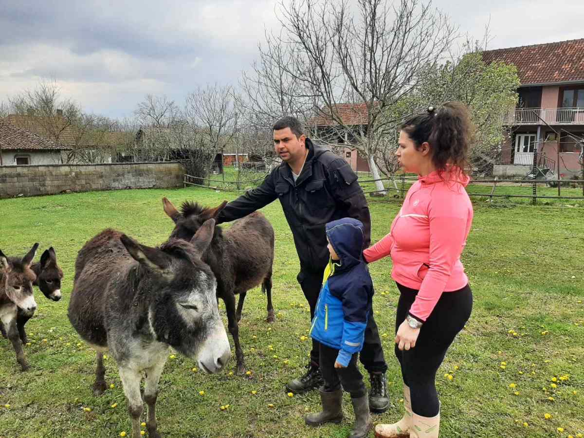 jezdimirovic magarici2.jpg