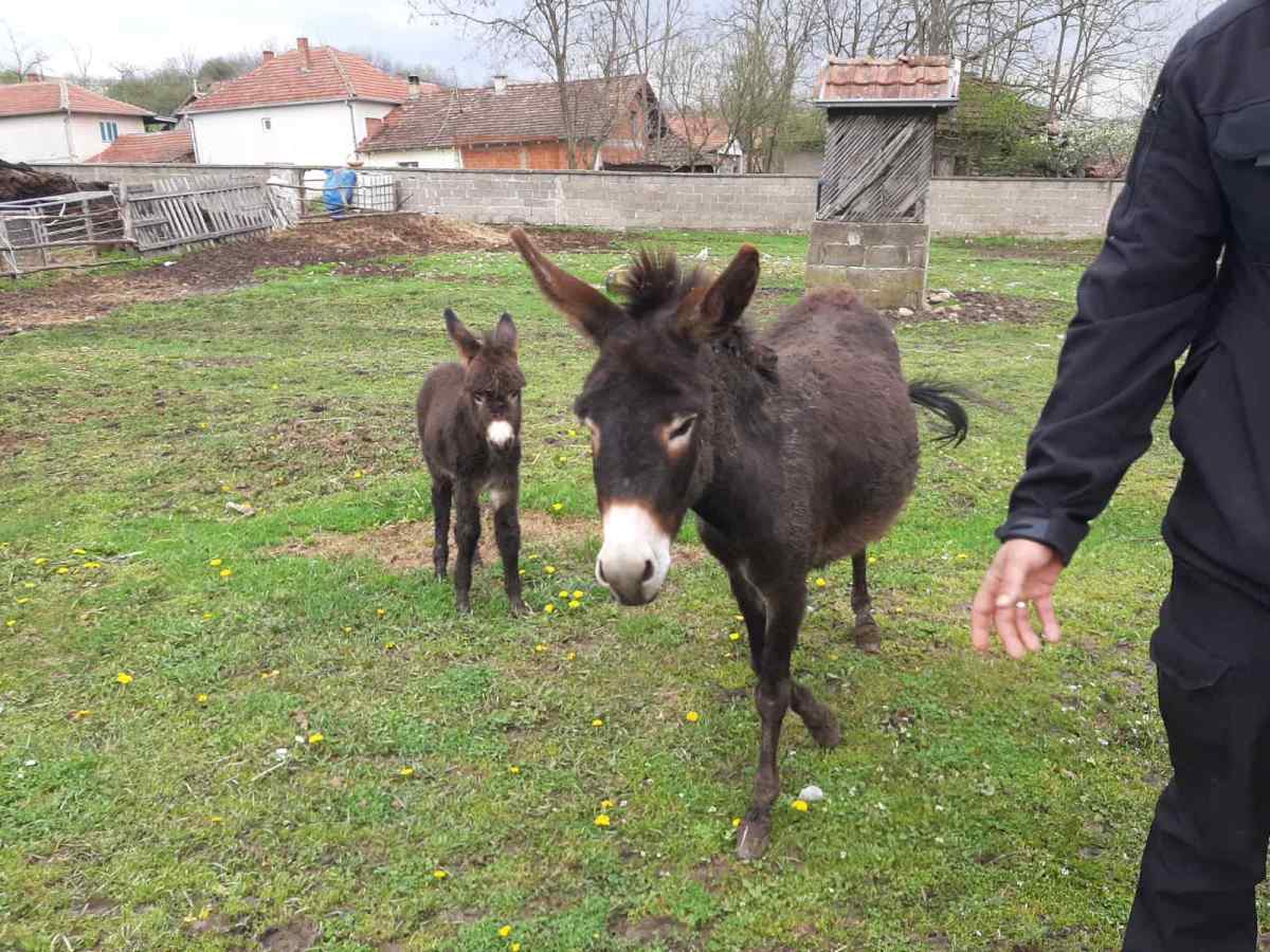 jezdimirovic magarici.jpg