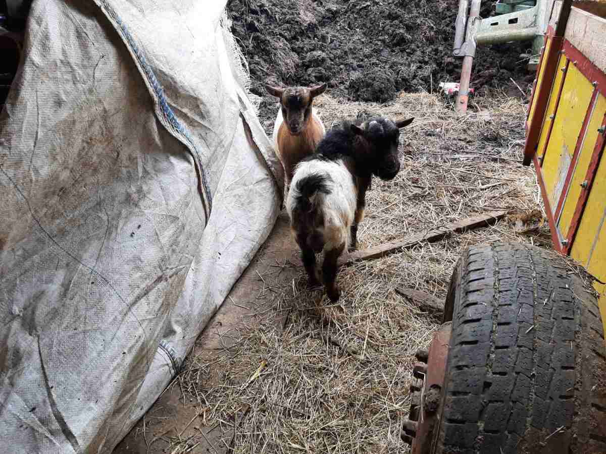 jezdimirovic koze.jpg