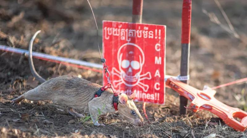 50938d00-116d-11f0-a3a8-cd0c869b6aeb.jpg copy.jpg