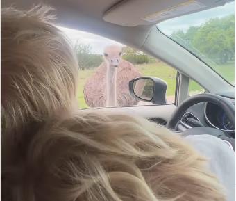 Boris Džonson 4.png