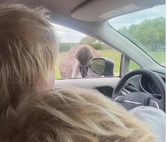 Boris Džonson 1.png