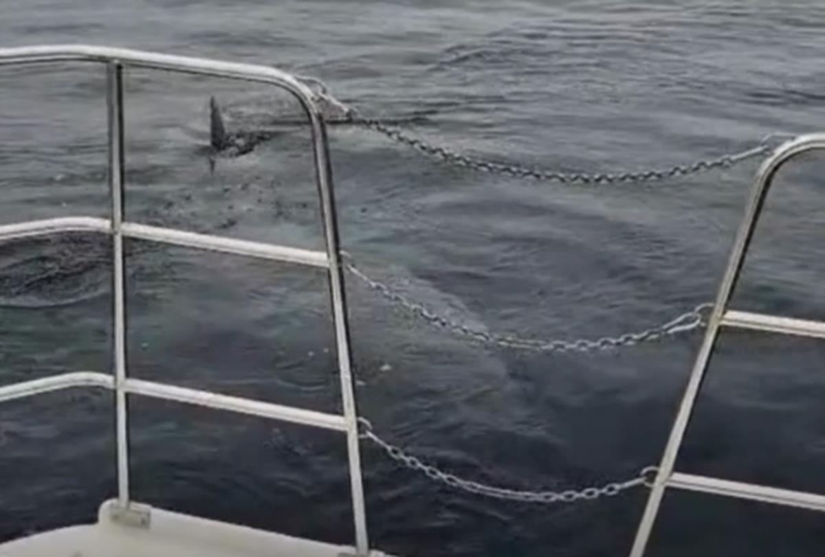 morski pas Istra 2.jpg