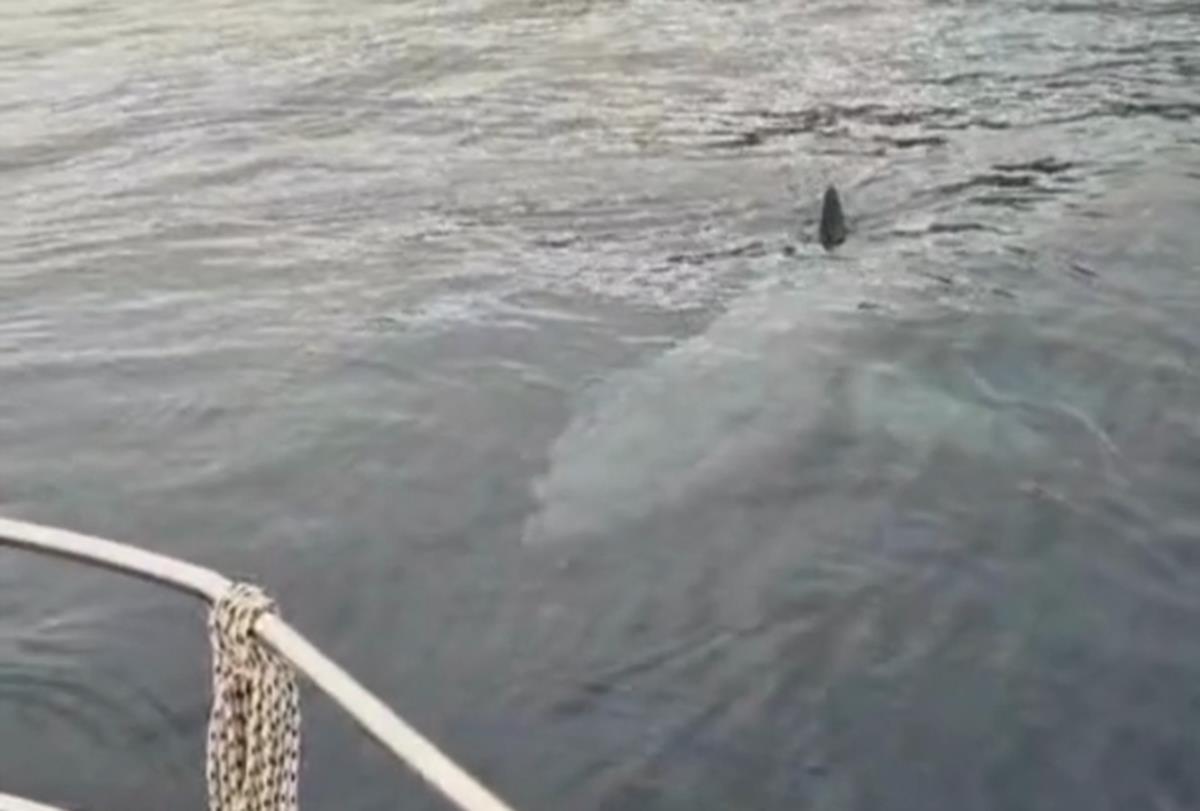 morski pas Istra.png