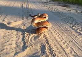 zmija pozira za kameru 1.jpg