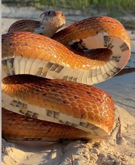 zmija pozira za kameru 5.png