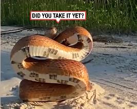 zmija pozira za kameru 4.png