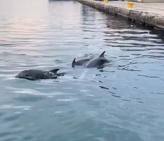 2025-04-17 10_04_23-Nikana.gr🔹Letovanje u Grčkoj _ Delfini danas zabavili solunjane 😍 Kakav prizor.png