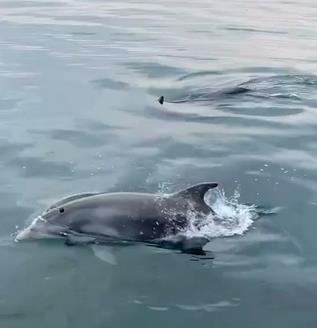 2025-04-17 10_03_37-Nikana.gr🔹Letovanje u Grčkoj _ Delfini danas zabavili solunjane 😍 Kakav prizor.png