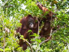 profimedia0334997881-borneo-orangutan.jpg