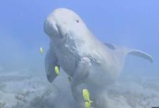 v_dugong_15724489385.jpg