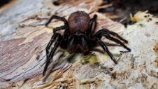 profimedia0307178253-funnelweb-spiders.jpg