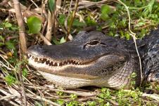 profimedia0338908062-aligator.jpg