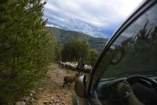 stara-planina-05062020-191.jpg