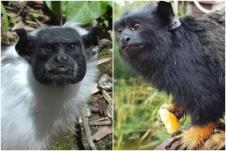 crvenoruki-i-sarenoliki-tamarin.jpg