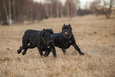 canecorso.jpg