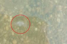 meduza.jpg