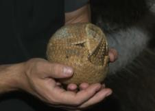 armadilo.jpg