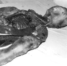 p48b.jpg