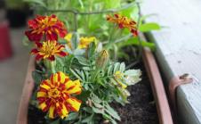 stockphotothefrenchmarigoldscolorfulsmallgardenblossomspottedintheflowerboxandthatgrowonthe1531033358.jpg