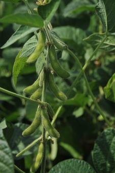 ns-seme-soja--non-gmo-soja-fotografija-2.jpg