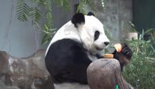 panda.jpg