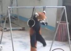 panda.jpg