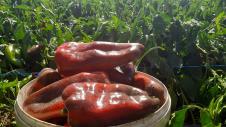 džinovska paprika