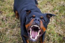 rottweiler.jpg