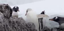 20240115-15-31-00rare-white-penguin-spotted-in-antarctica--youtube.jpg