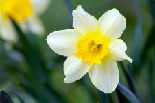 narcis0132048114.jpg