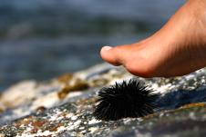 ubod-morskog-jeza-shutterstock-768979825.jpg