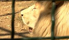 lečenje lava Dušana u borskom Zoo vrtu, 3. septembar 2024. (RTV Bor) - YouTube.jpg