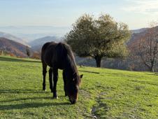 1734852639_golija-imanje-vid-lukovic-fotorina3.jpeg