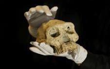 lobanja-homo-erektus.jpg