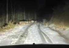divljač na Goliji