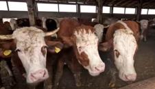 Jovana Parmaković ima veliko porodično gazdinstvo 1.png