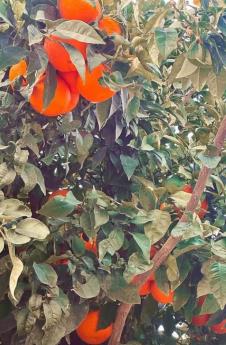 2025-01-17 08_05_28-Adam Adaktar®️ THE GOD OF EYEBROWS (@adaktar_official) • Фотографије и видео зап.jpg