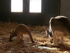BG zoo vrt dobio prinovu - kengura.jpg