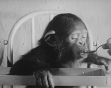 šimpanza eksperiment 3.png