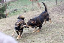 0602 petar aleksic (2).JPG